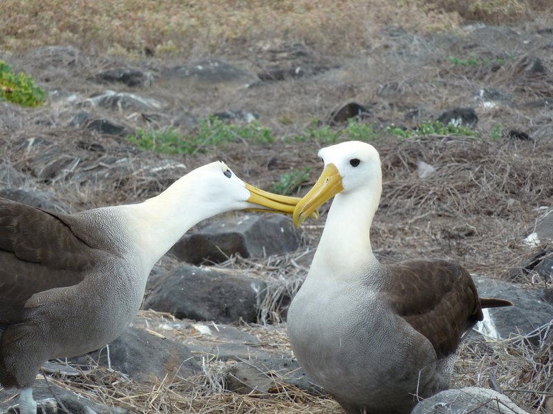 Albatross Dance