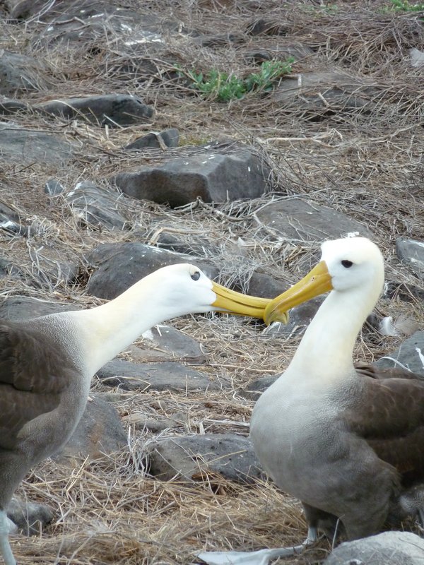 Albatross dance