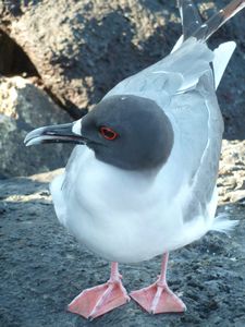 Swallow tailed Gull
