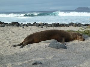 Bored of the surf, time for a nap!