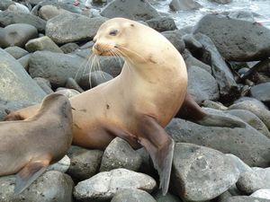 Sea Lions playing