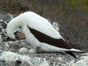 Mother with her eggs