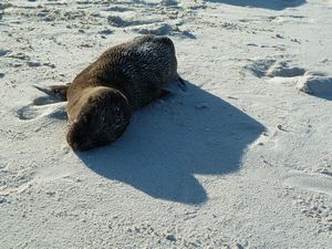 Sea Lion, Gardner beach