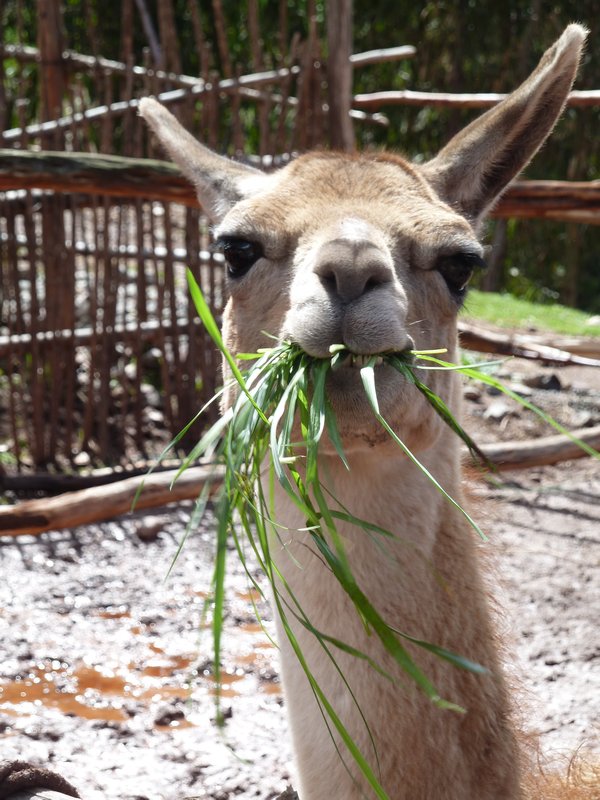 One of the few hungry llamas