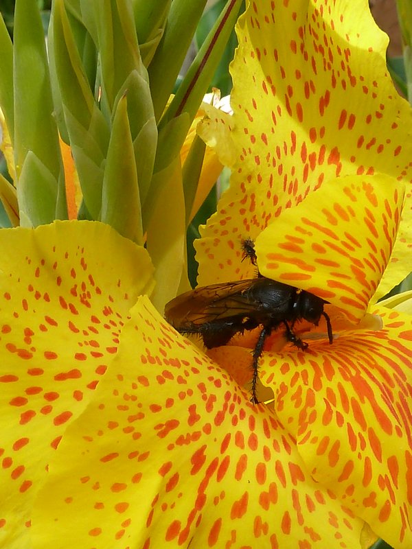 Huge Bee and nice flower!