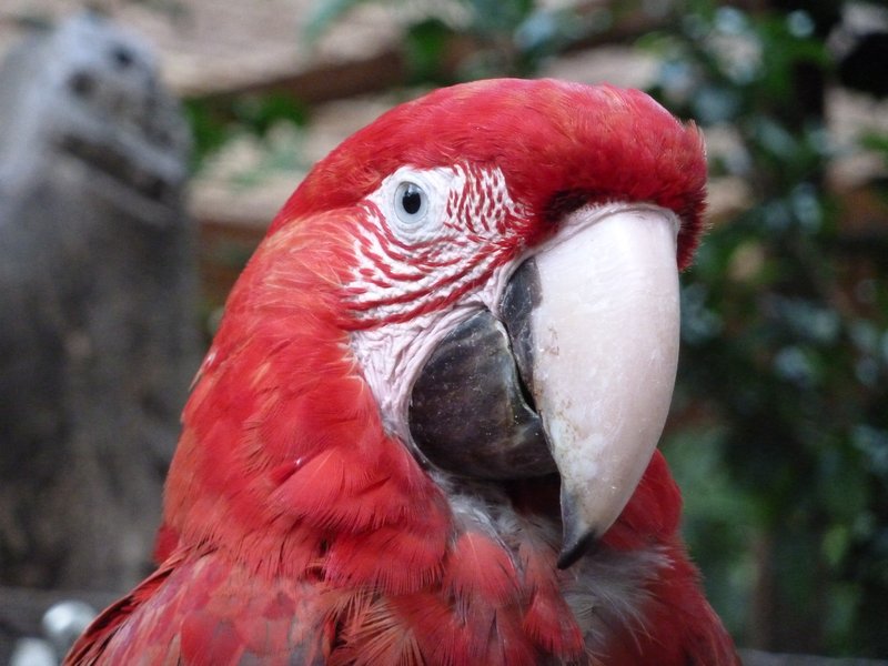 Macaw!