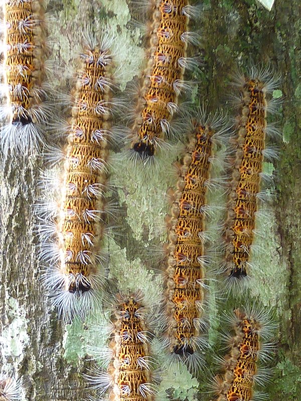 Caterpillas