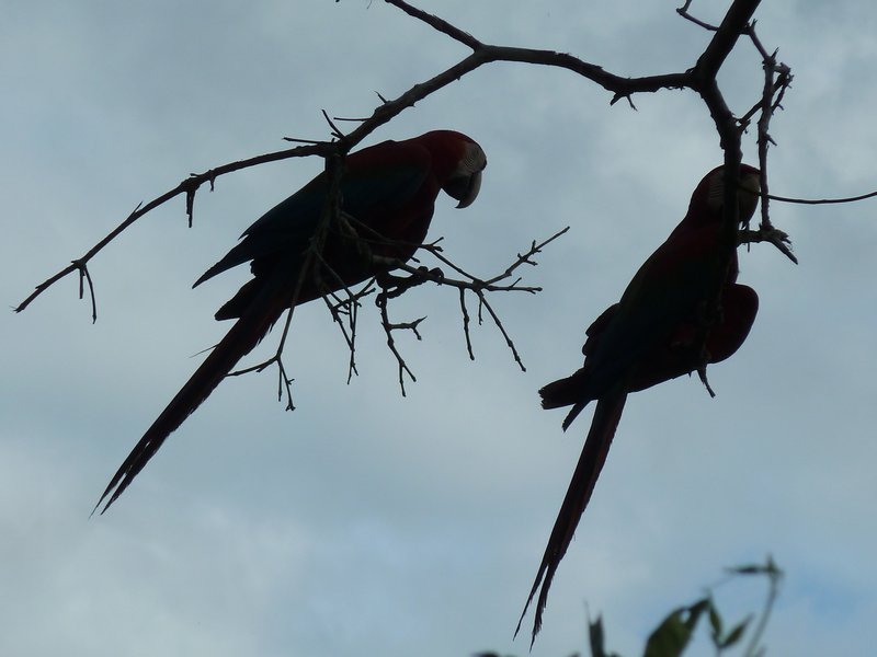 A courting couple of Macaws