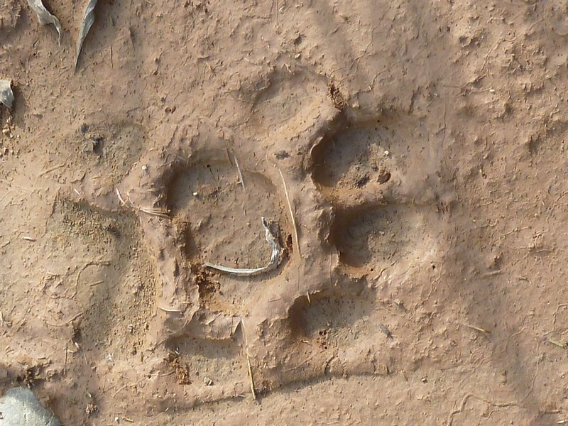 Jaguar footprint
