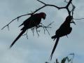 A courting couple of Macaws