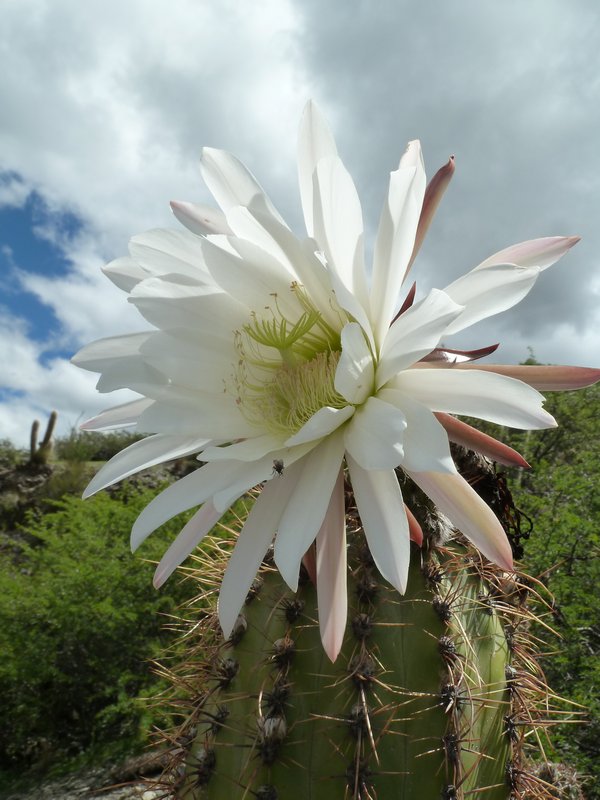 Amazing flower growing on a cactus