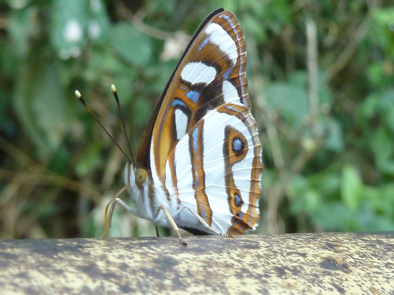 Butterfly in the park