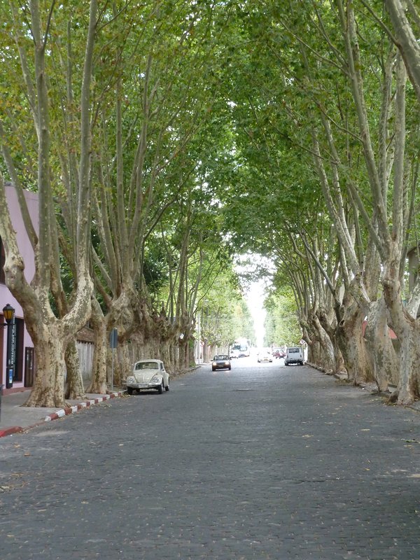 Beautiful tree lined streets