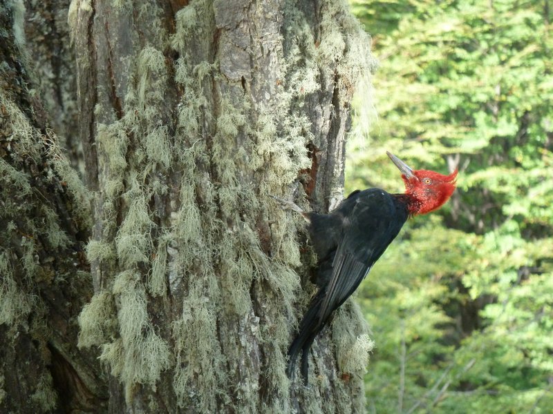 So lucky to see the Patagonian woodpecker!!