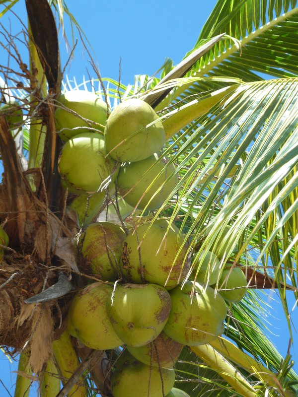 New Coconuts