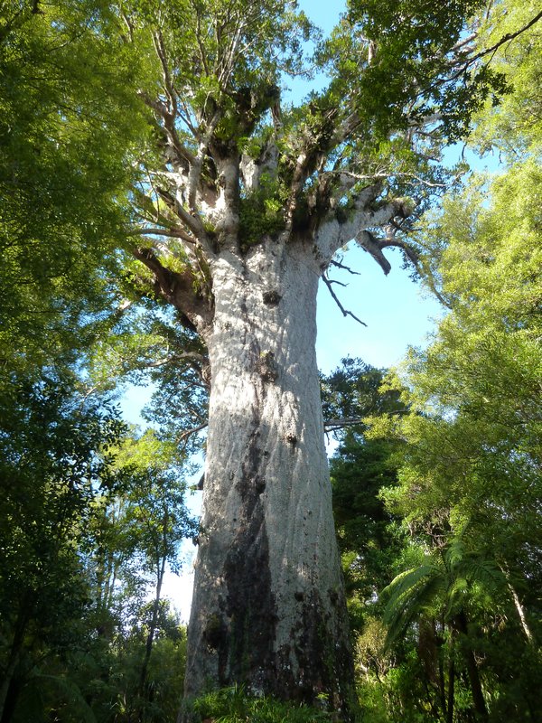 The amazing Kauri Tree