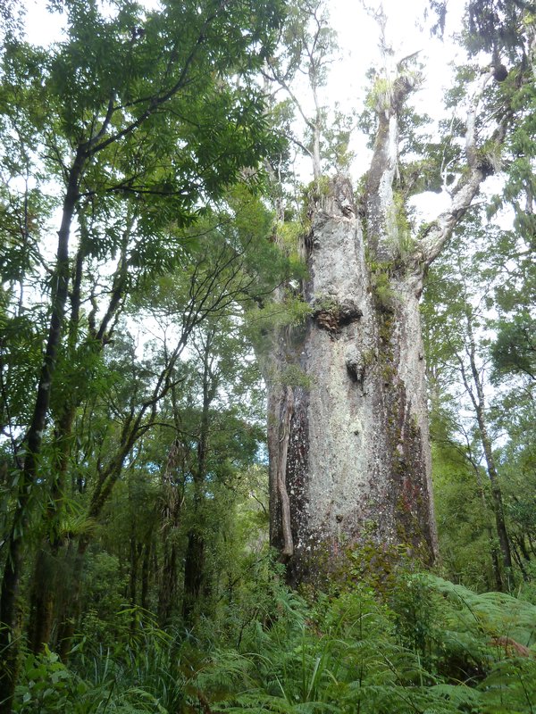 The oldest Kauri in NZ