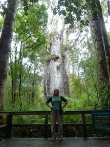Donna dwarfed by this monster of a tree!
