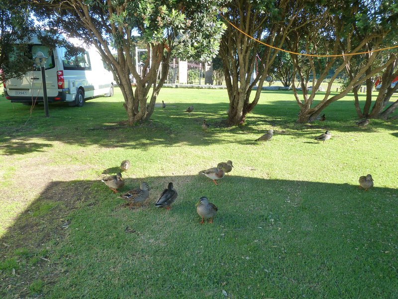 Ducks, ducks and more ducks!