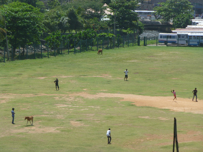 Check out the horse fielder!.....