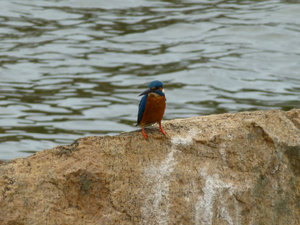 Kingfisher, Trinco