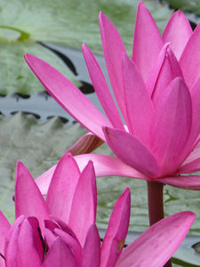 Lotus and Lillypads