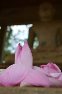 Lotus flowers for Buddah