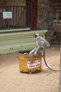 Monkey in a bin!
