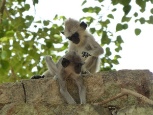Monkey shot, Anuradhapura