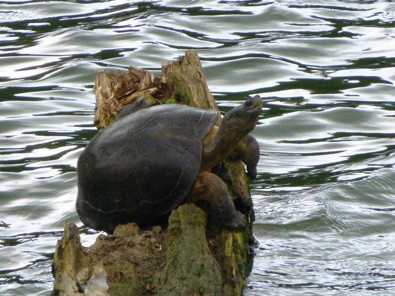 Relaxing Turtle, Kandy