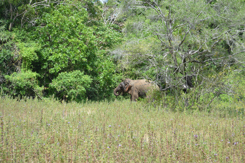 Wild Elephant near Trinco