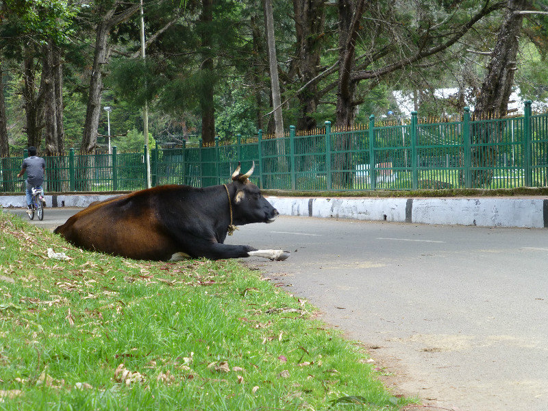 Cow in the street...standard!
