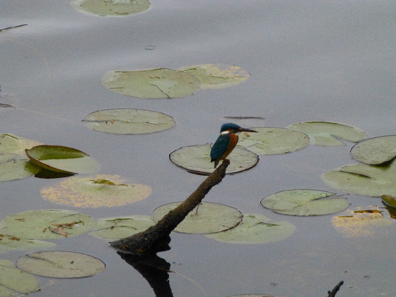 We finally got our picture of this illusive Kingfisher!