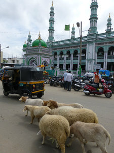 Sheep and a Mosque