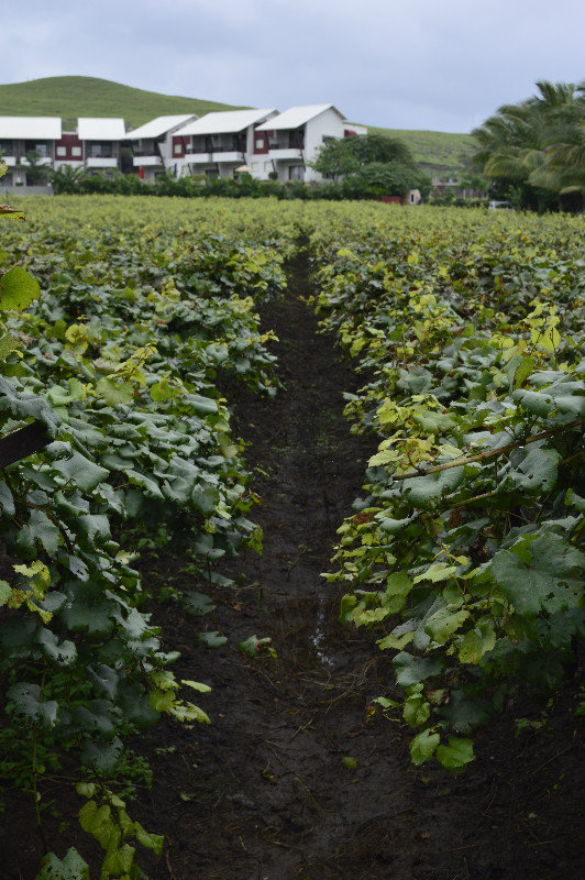 Grapes growing within the hotels grounds