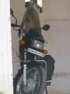 Motorbike Monkey!