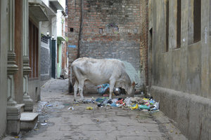 Cows and trash...standard