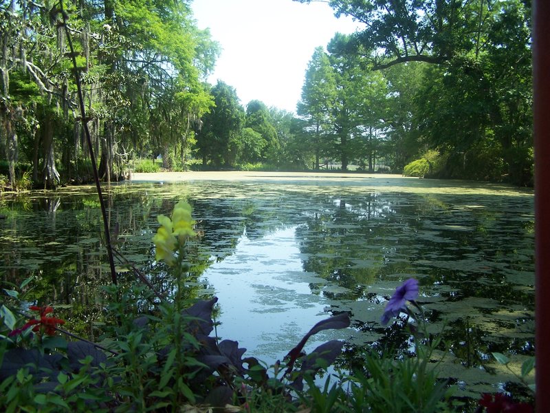 Pond and flowers