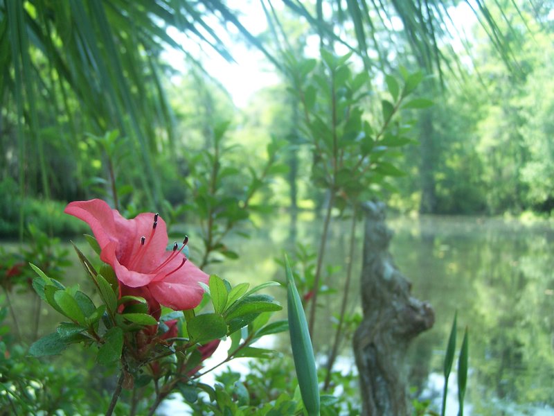 Flower and Pond