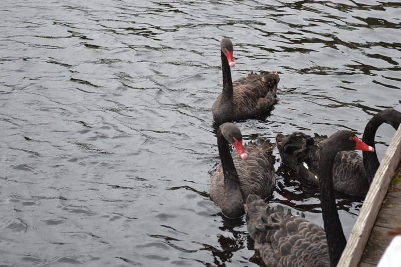 Schwarze Schwäne / Black Swans