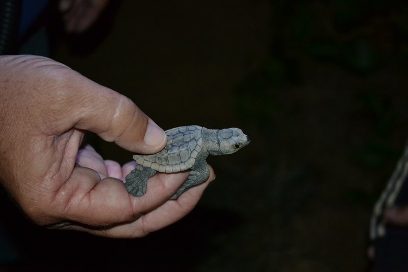 Babyschildkröte / Baby turtle