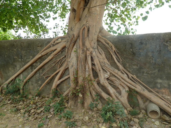 Bodhi Tree and Wall