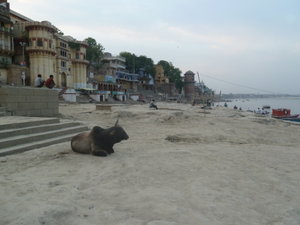 Bull at Assi Ghat
