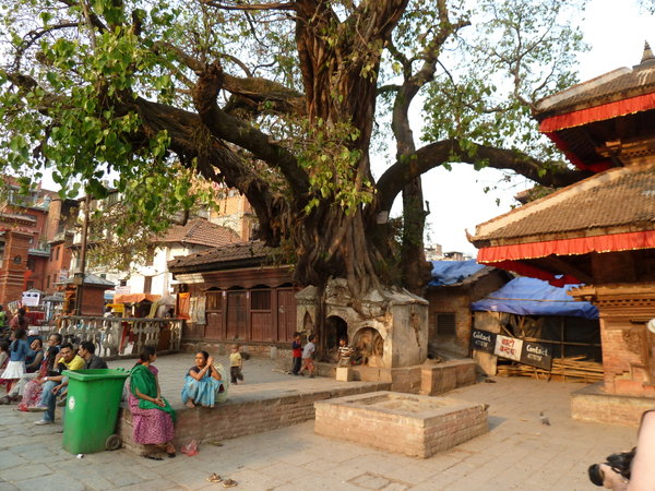 Temple/Tree