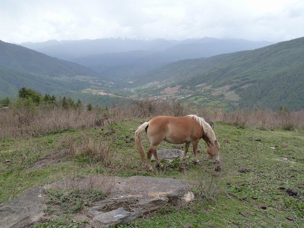 Palomino grazing near Kuenzangdak