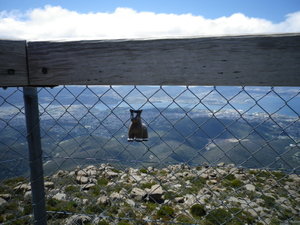 Percy went to the top of Mount Wellington too
