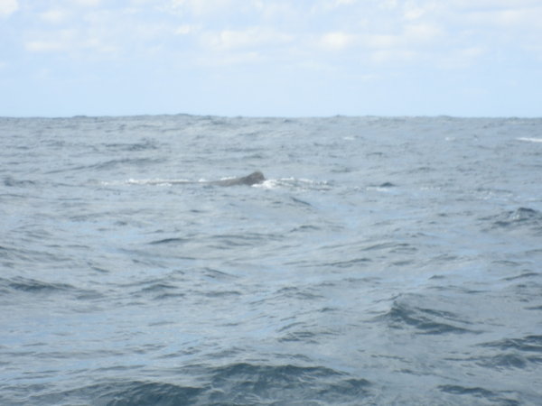 My first sperm whale