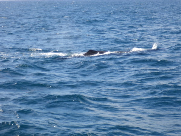 Another whale - looks similar to the other one!