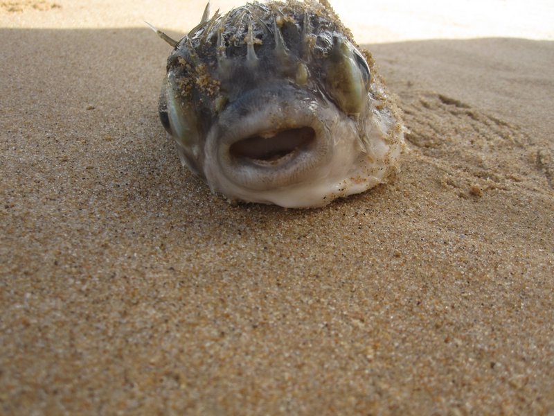 Blowfish (dead) on Beach