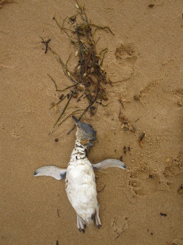 Dead Penguin on Beach